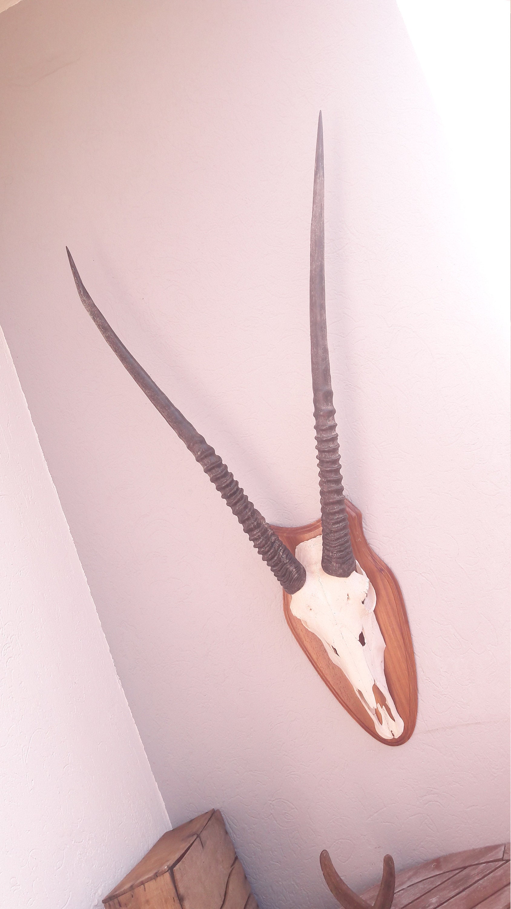 Trophée d' Oryx/Gemsbok Trophy