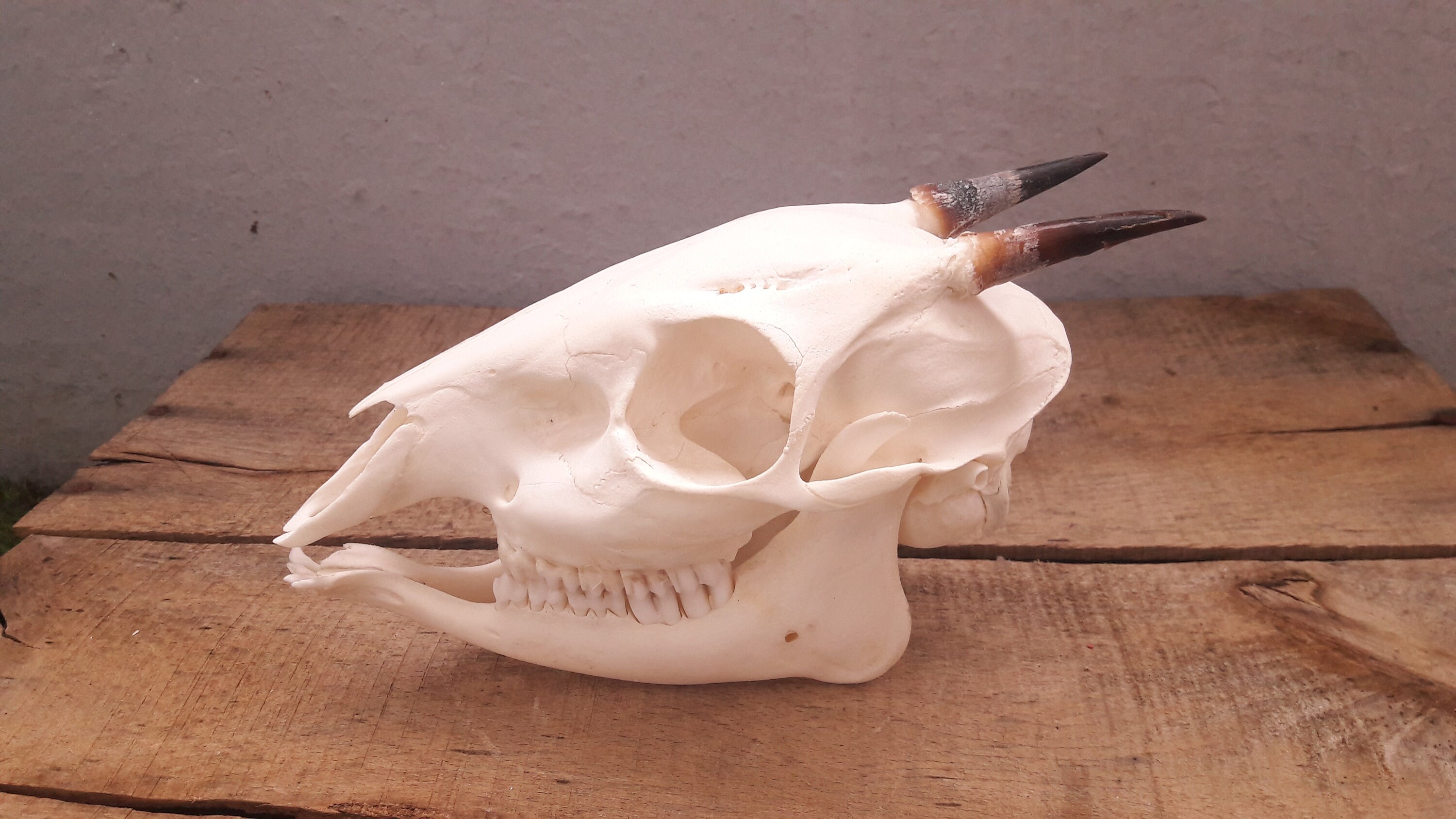 Skull Black Duiker/Crâne de Céphalophe Noir