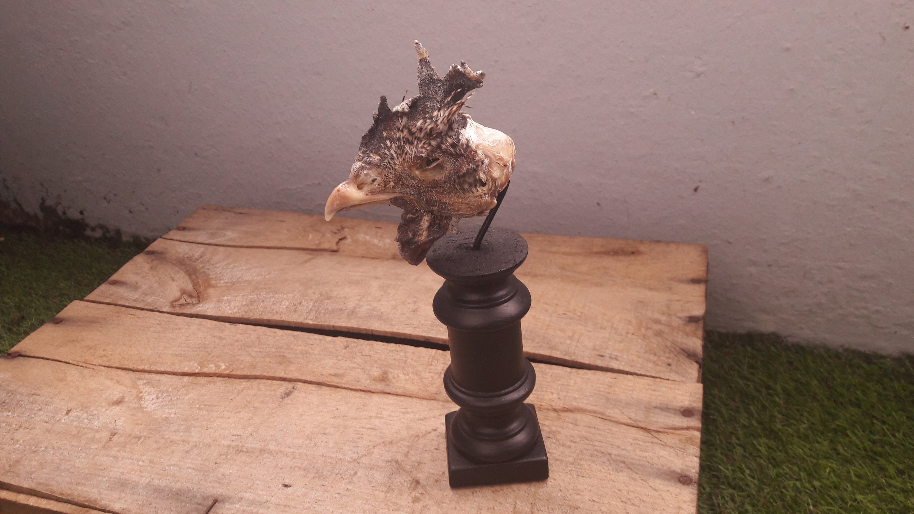 Tête de Coq Préservée à Sec sur Socle