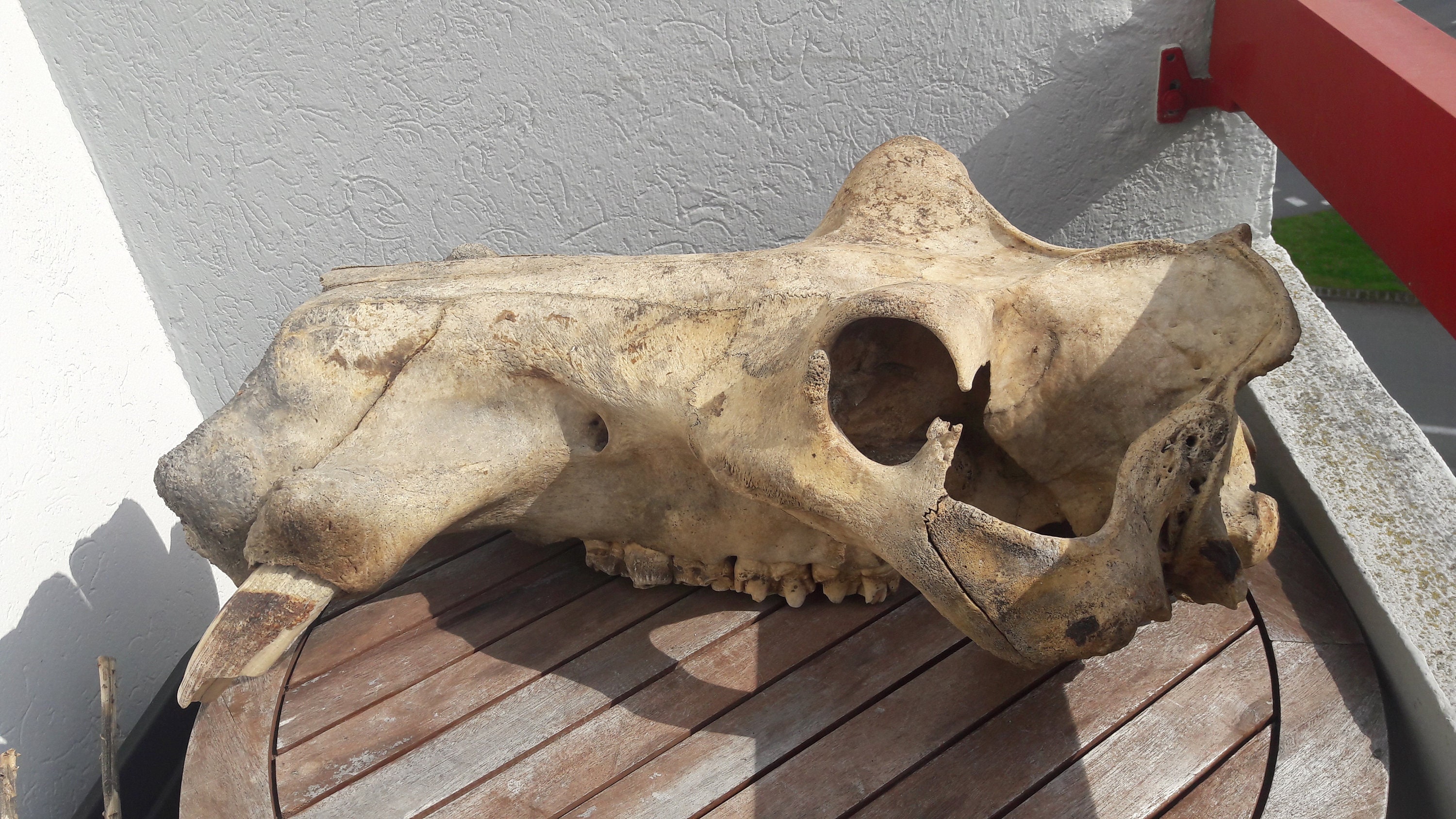 Crâne Supérieur d' Hippopotame ; 67 cm