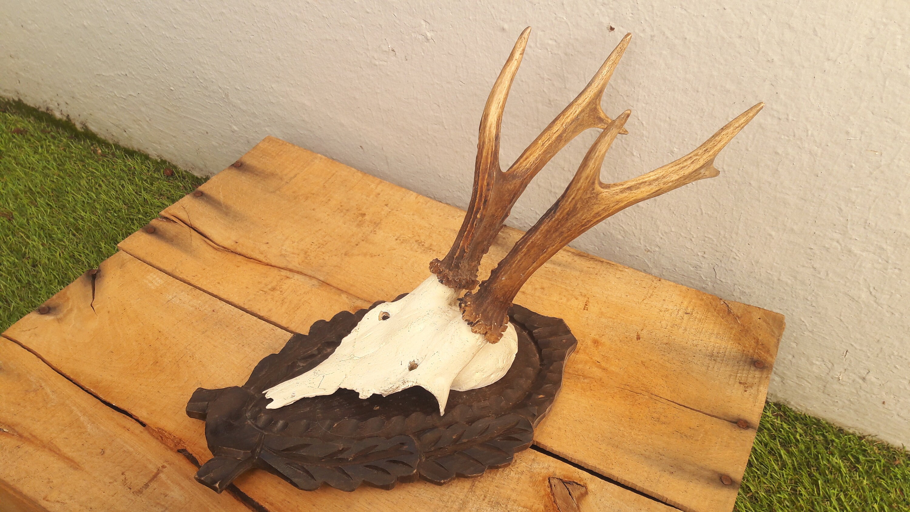 Trophée de Chevreuil sur Écusson Forêt Noire/Trophy Roe Deer