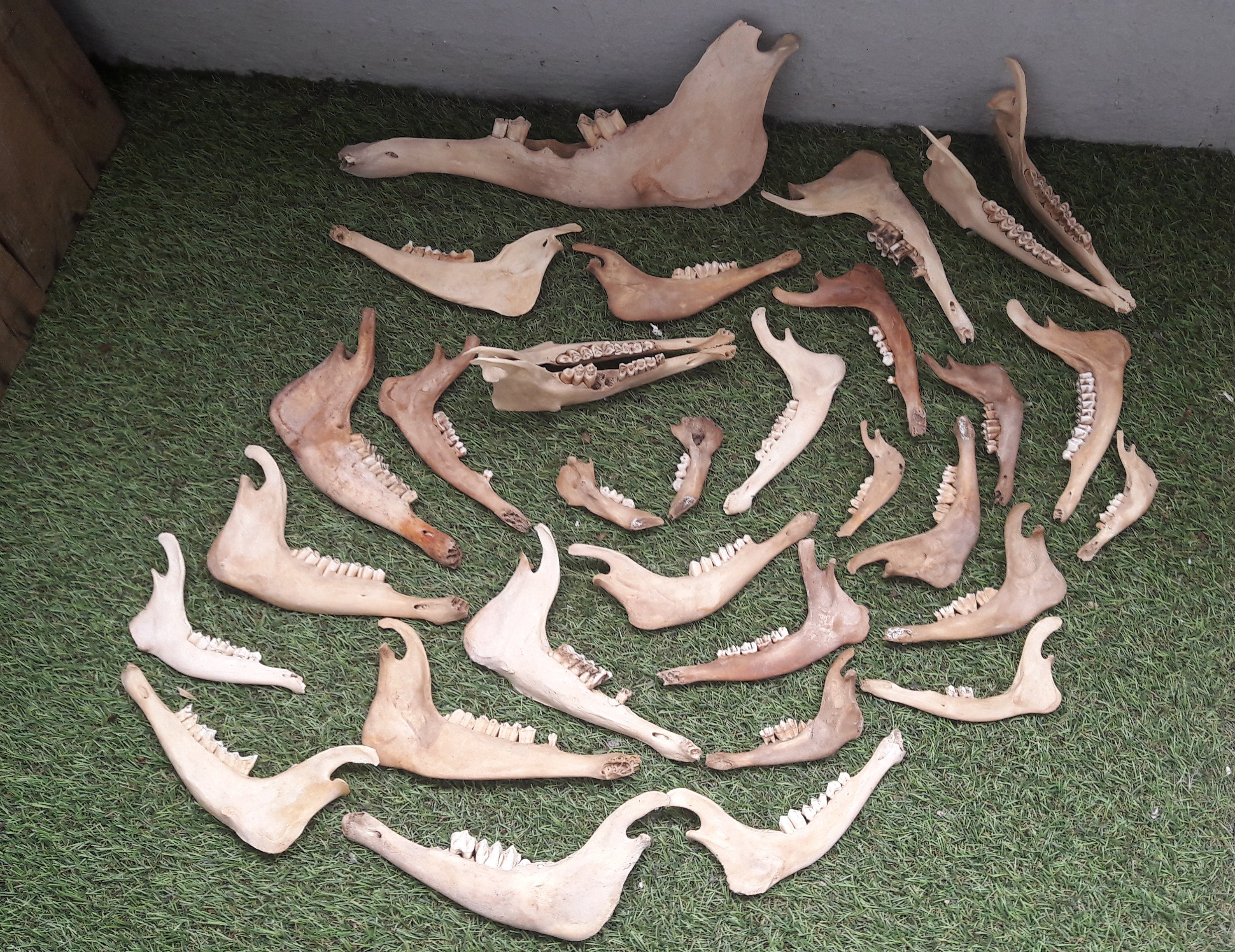 Lot de Mâchoires Cerf/Chevreuil Cochon