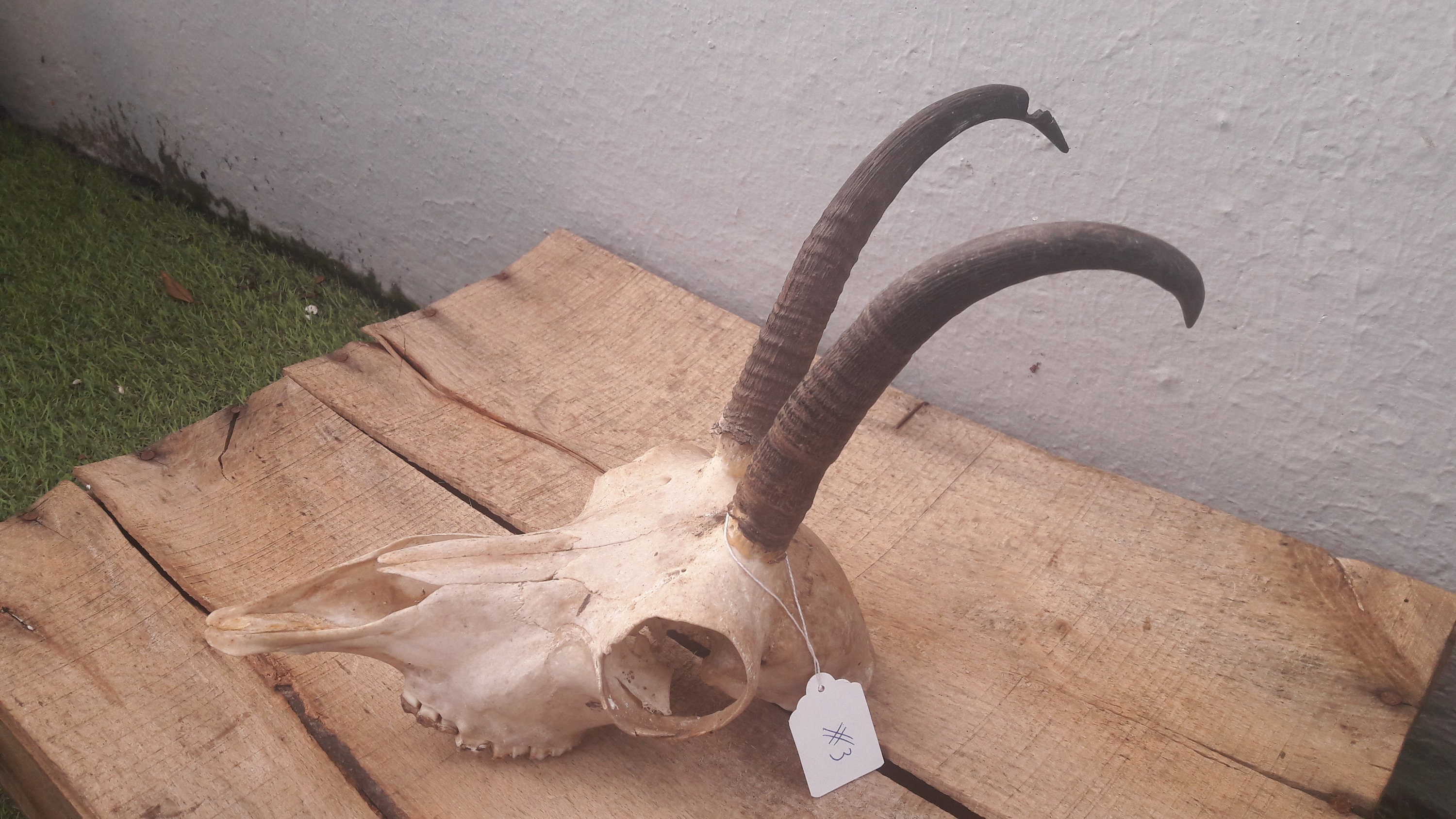 Crâne de Chamois Rupicapra Rupicapra