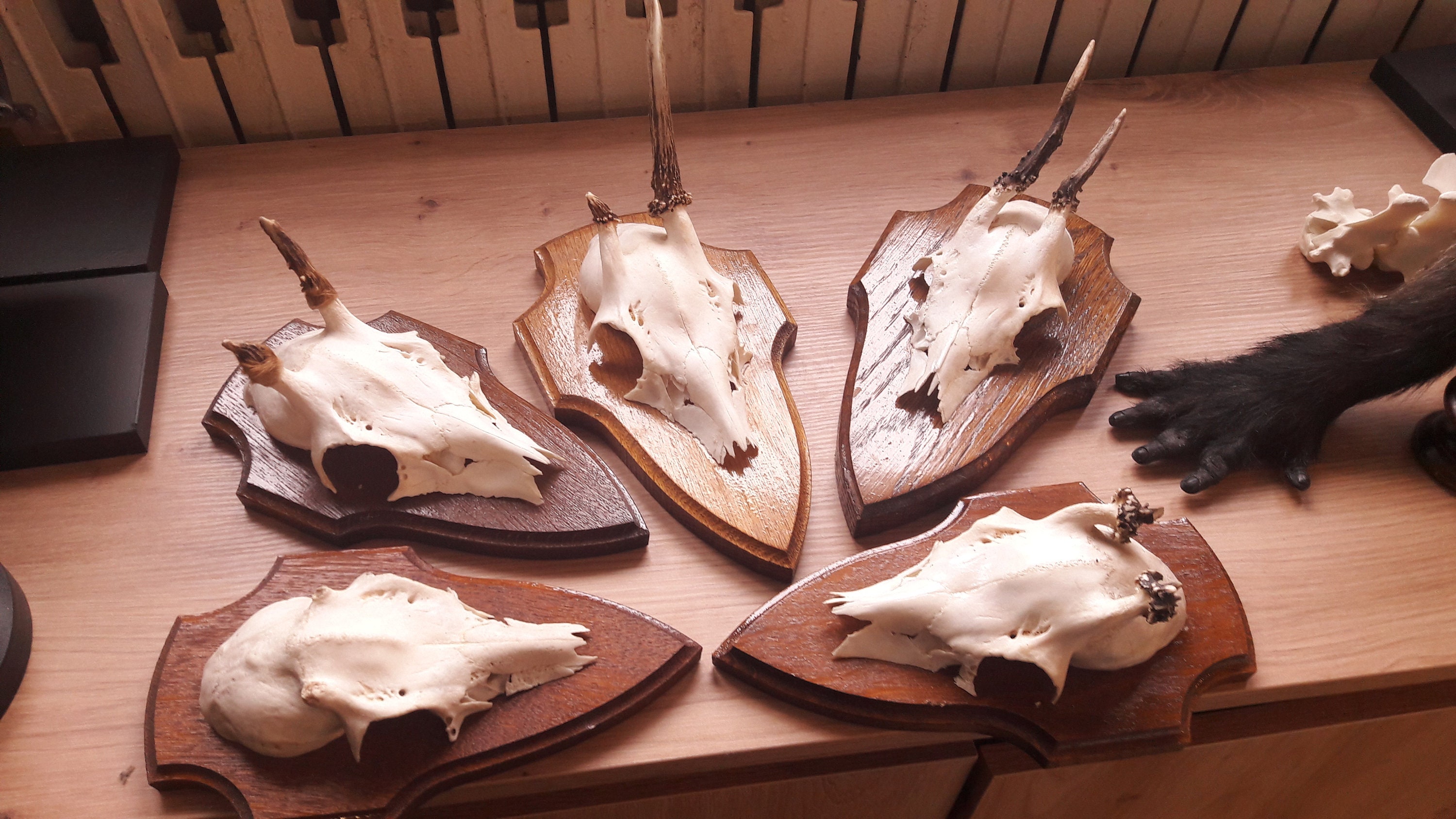 Lot de 5 Trophées Chevreuil sur Écusson