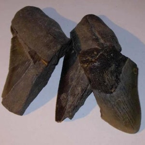 Puede incluir: Dos dientes de tiburón fosilizados, uno marrón y otro gris, con crestas visibles y una punta puntiaguda.