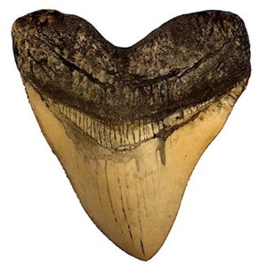 Ivory Megalodon Shark Tooth Museum Quality Replica with Serrations