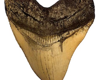 Ivory Megalodon Shark Tooth Museum Quality Replica with Serrations