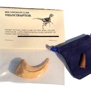 Velociraptor Dinosaur Claw cast replica plus Bonus Genuine Fossil Spinosaurus Dinosaur Tooth