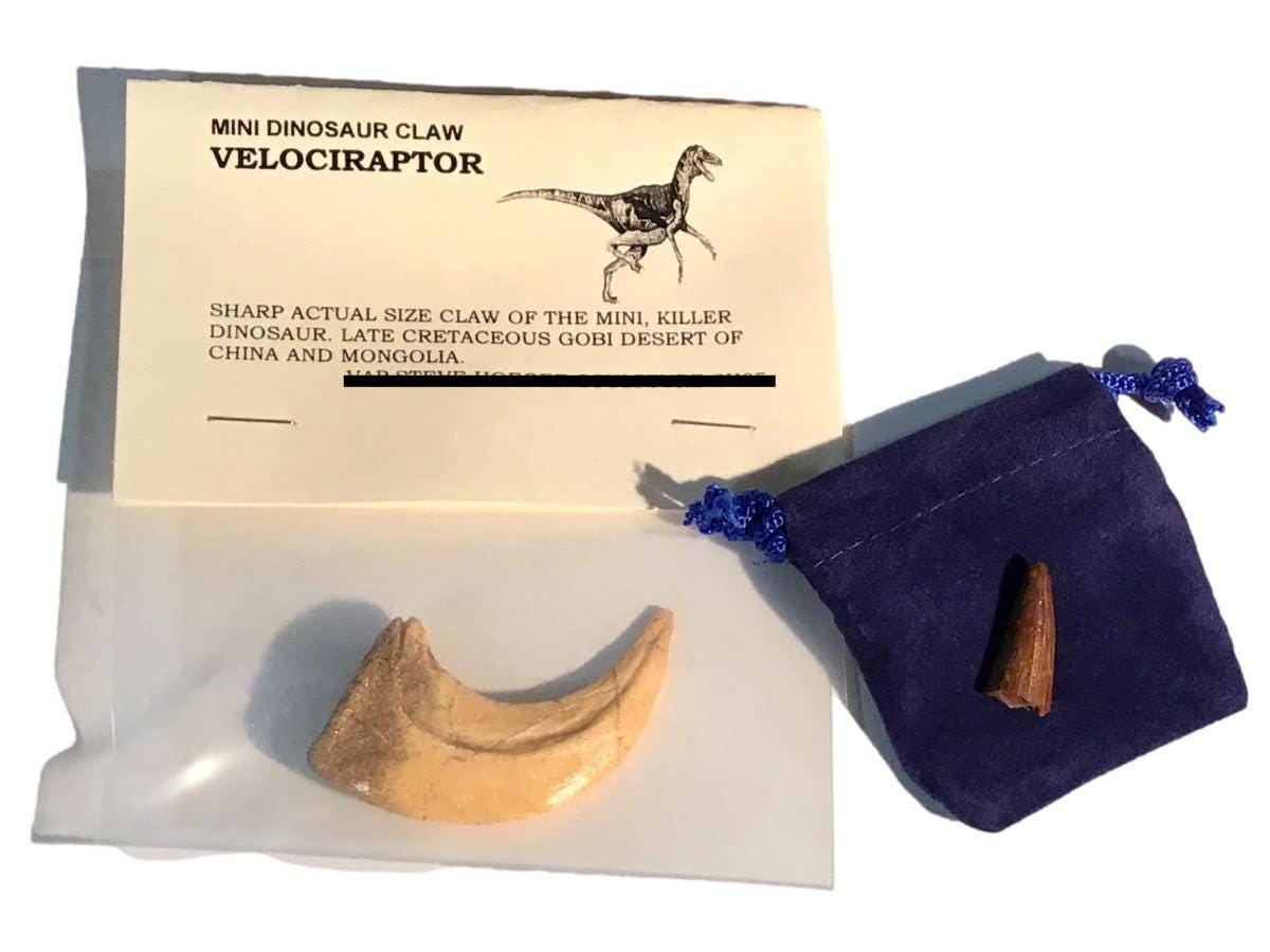 Velociraptor Dinosaur Claw cast replica plus Bonus Genuine Fossil  Spinosaurus Dinosaur Tooth