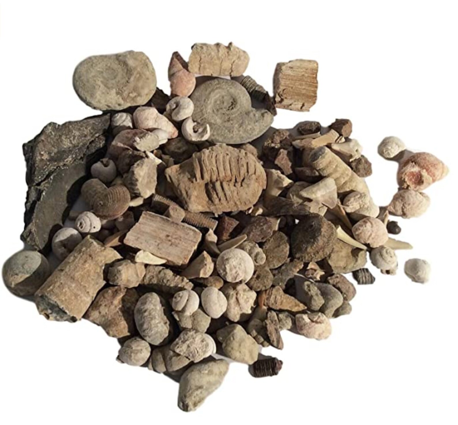 Variety Mix of Real Genuine Bulk Fossils 1 Lb 30 Pieces Etsy