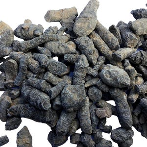 Bulk Fossil Horn Coral - Approximately 60 Fossils in Each Bag - 300 Million Year Old