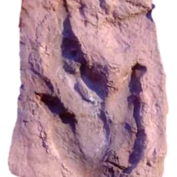 Grallator Dinosaur Footprint Track Fossil Replica with Mud Crack - 3" x 5" - Display Piece