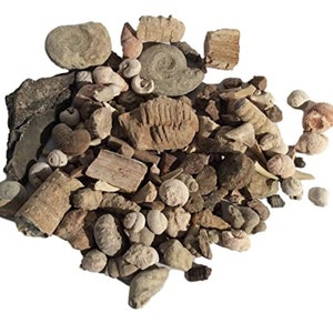 Bulk Genuine Fossil Mix - wide variety - 1/2 Pound - 20+ specimens