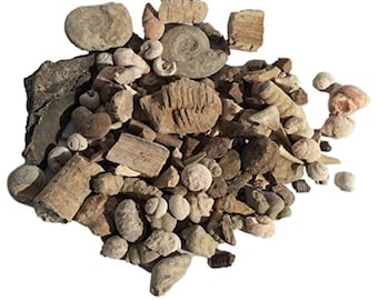 Bulk Genuine Fossil Mix - wide variety - 1/2 Pound - 20+ specimens