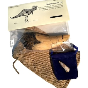 Tyrannosaurus Rex Tooth Replica - Plus Genuine Fossil Spinosaurus Dinosaur Tooth