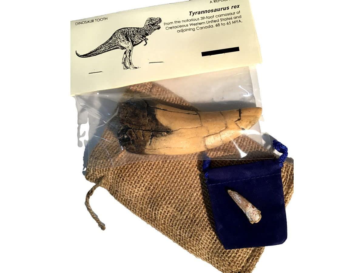 DINOSAURS ROCK® T-Rex Tooth Replica Fossil Cast With