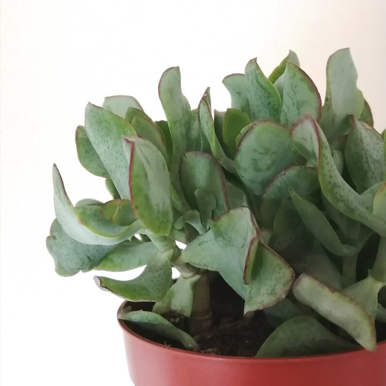 Ripple Jade Crassula Arborescens Succulent Leaf Cutting | Etsy