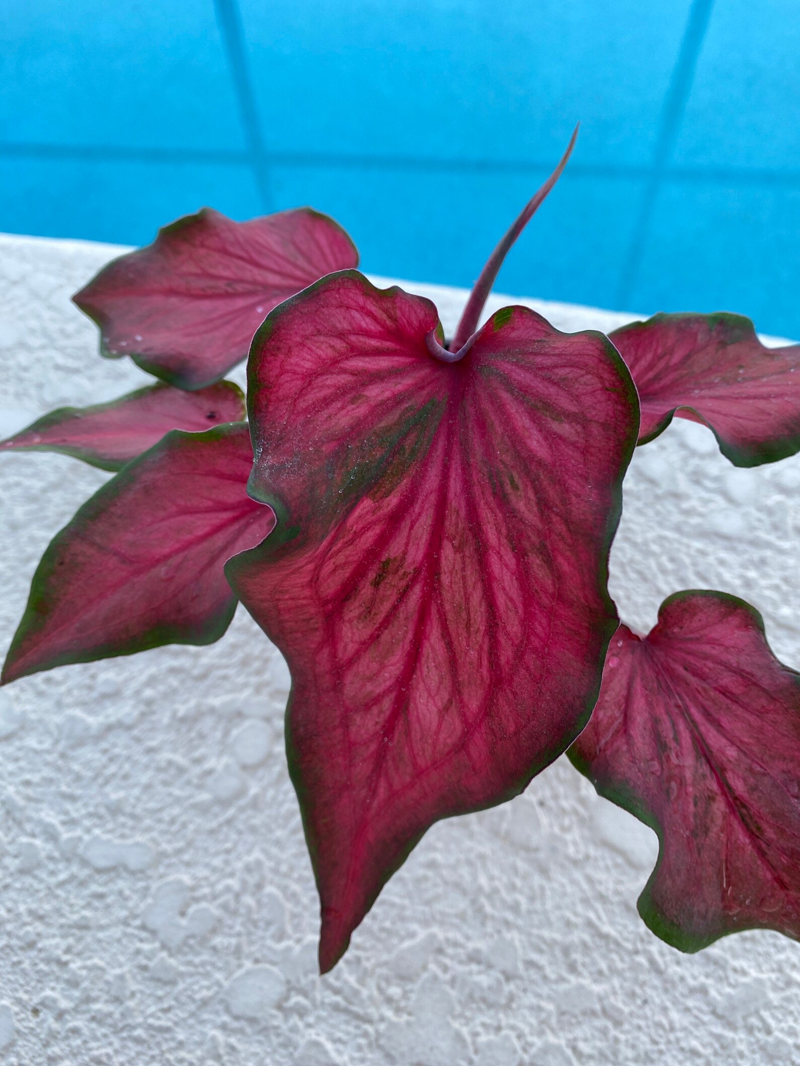 4 Pot Live Caladium Red Frill | Etsy
