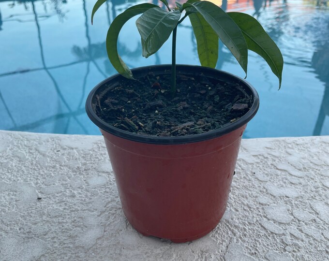 Live Kent Mango Tree Seedling Etsy
