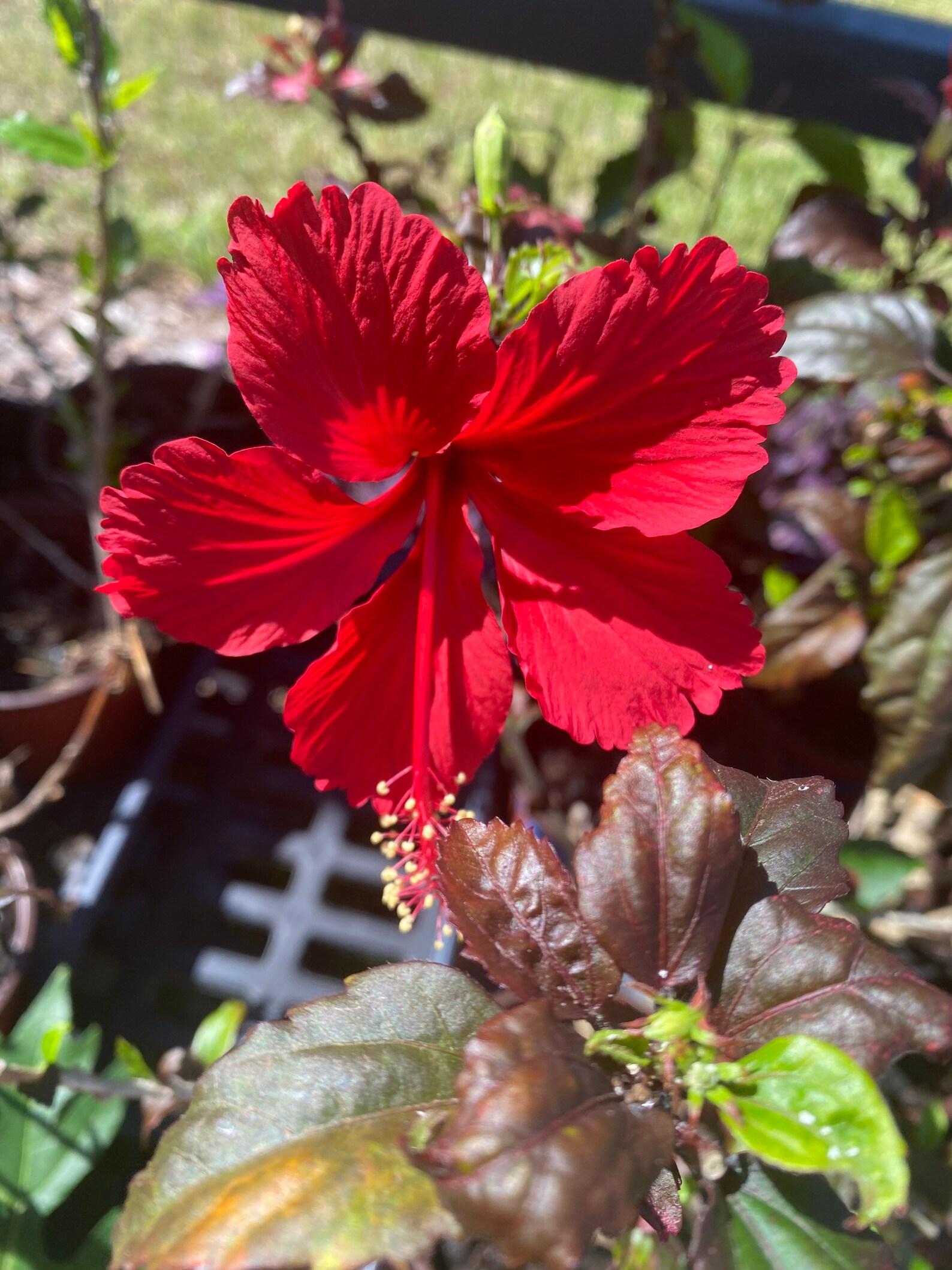 6 Pot Fire and Ice Hibiscus Variegated Leaves Live Plant Etsy
