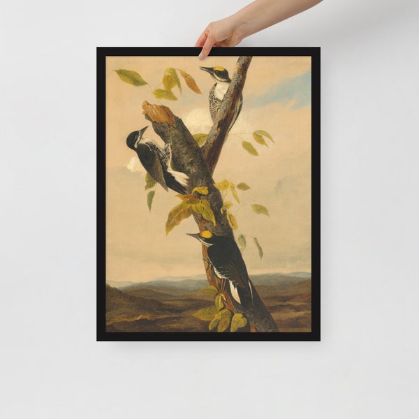 Black-Backed Three-Toed Woodpecker, 1831/1833, by Joseph Bartholomew Kidd, after John James Audubon, Framed photo paper poster