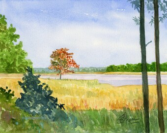 Chesapeake Bay Watercolor-Jamestown Island-Bald Cypress. Matted 11x14 (8x10 image). Unframed. Giclée Print Available.