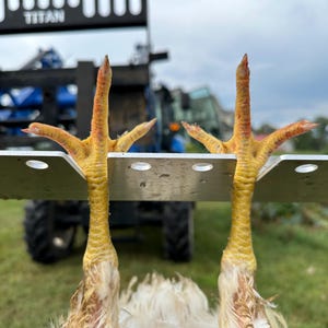 May include: Close-up of two yellow chicken feet, with orange and red accents, hanging from a metal bracket. The background shows a tractor and a cloudy sky. The image is focused on the poultry.