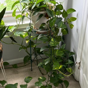 May include: A lush, green pothos plant in a white ceramic pot, displayed on a decorative metal plant stand. The plant has vibrant green leaves with yellow variegation, cascading down. The plant is near a window.