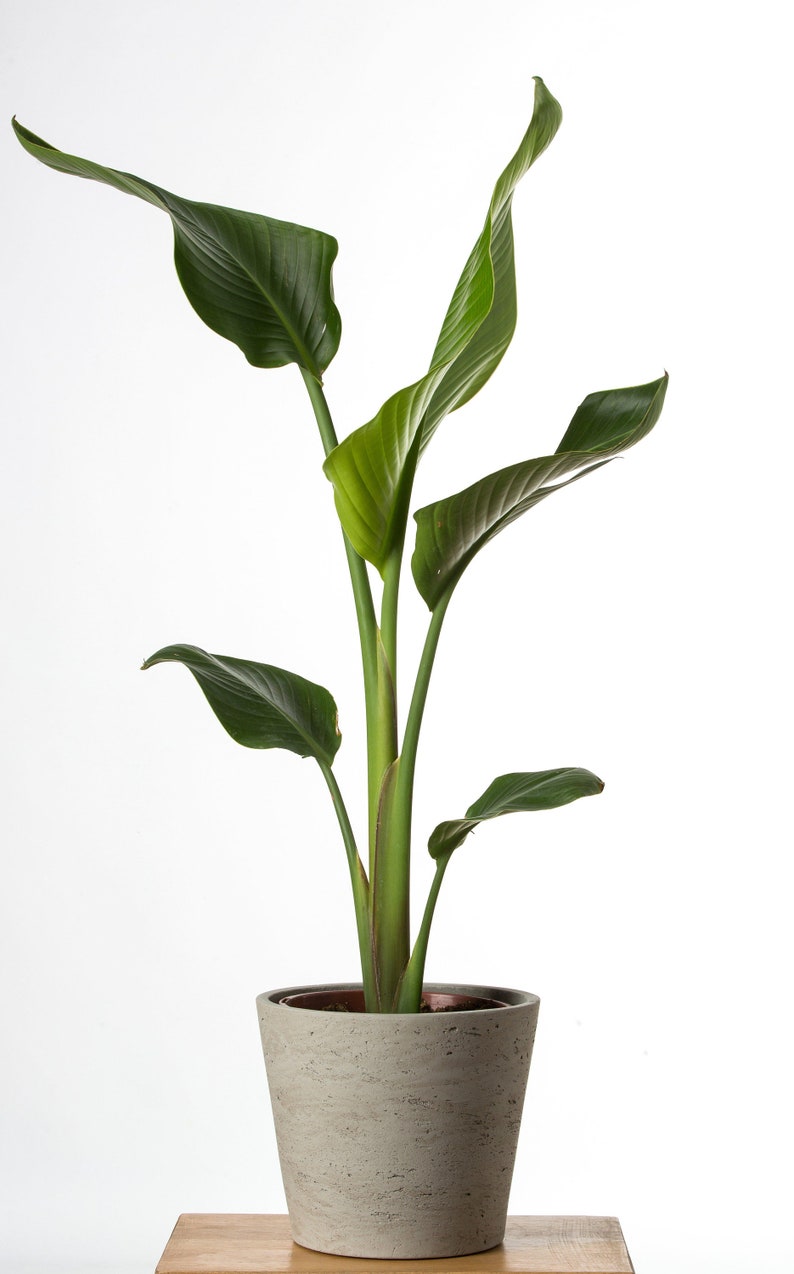 Orange Bird of Paradise Fresh Indoor House Plant Seeds 10 Etsy