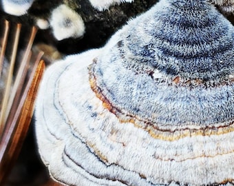 Sustainably harvested dried whole wild turkey tail mushrooms. (.5oz)