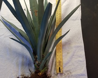 Organic Blue Agave Tequilana Plant 24 inch