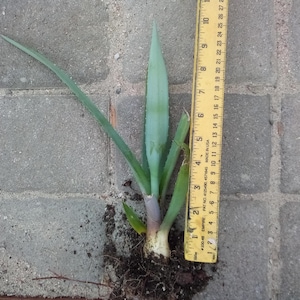 Organic Blue Agave Tequilana Plant 9 inch