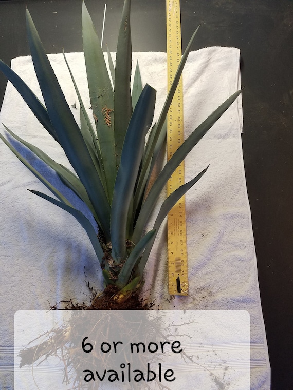 agave blanco Whiteout Blanco 100% Blue Agave main image 0