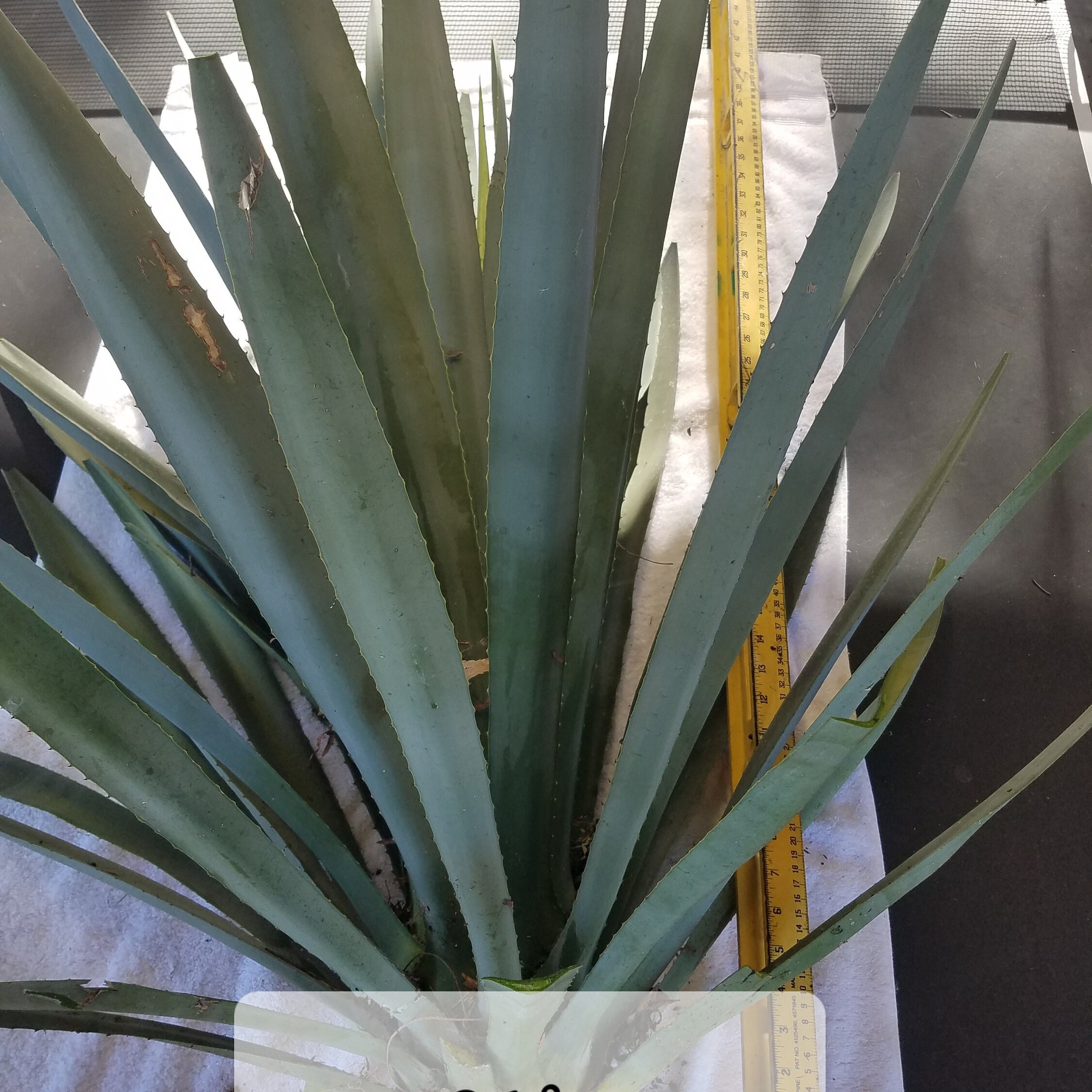 36" Organic Blue Agave Tequilana Plant 36 Inch - Etsy