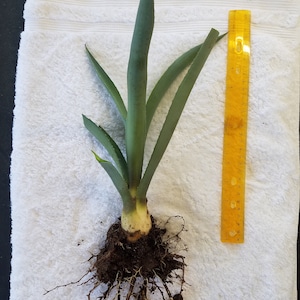 May include: A green pineapple plant with a large root system, measured against a yellow ruler. The plant is about 12 inches tall.