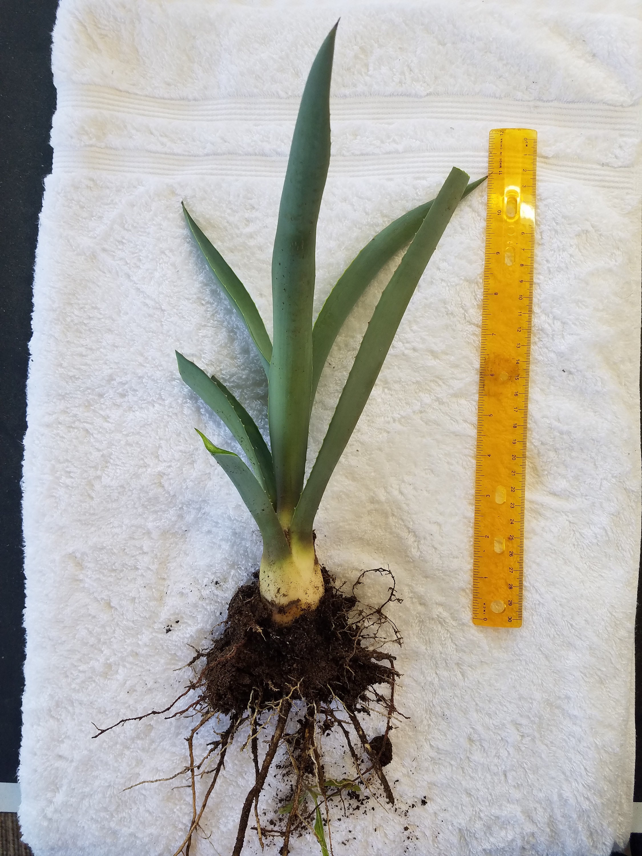 12 - 14" Organic Blue Agave Weber Tequilana Plant - Etsy