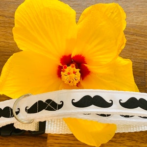 Stache
