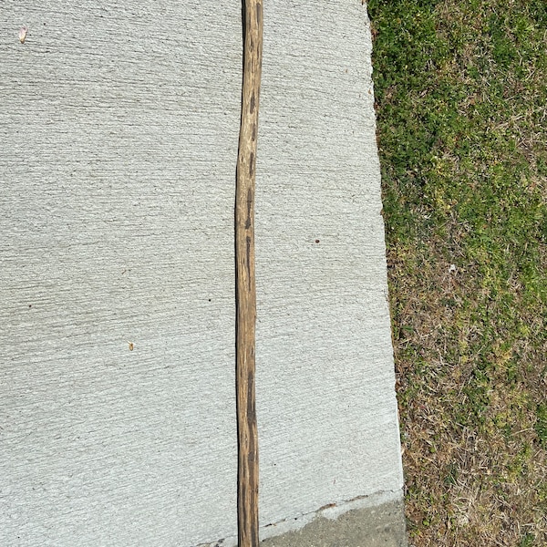 Natural Unfinished Beaver Chewed Walking Stick