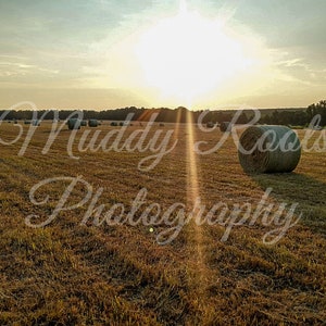 Georgia Hay Field