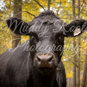 Fall Heifer
