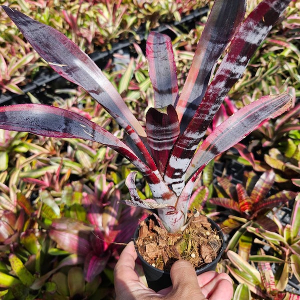 Bromeliad Aechmea Otto Thai Hybrid rare plants ブロメリア エクメア