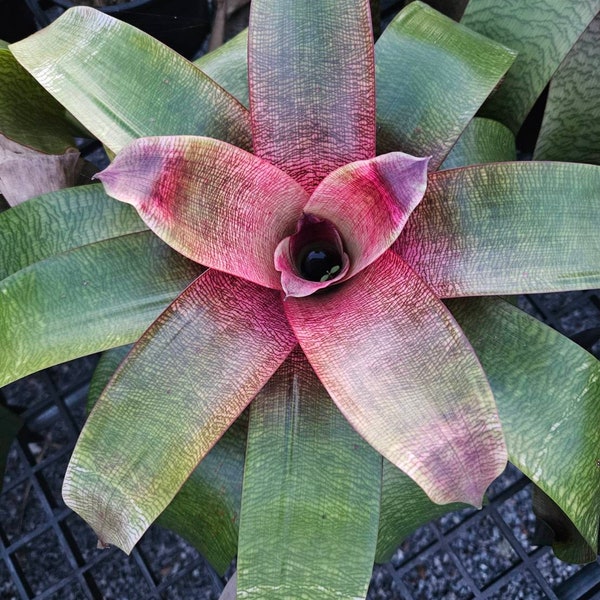 Bromeliad Vriesea Dark ninja X Hawaiian Ruby アナナス・ヴリーセア