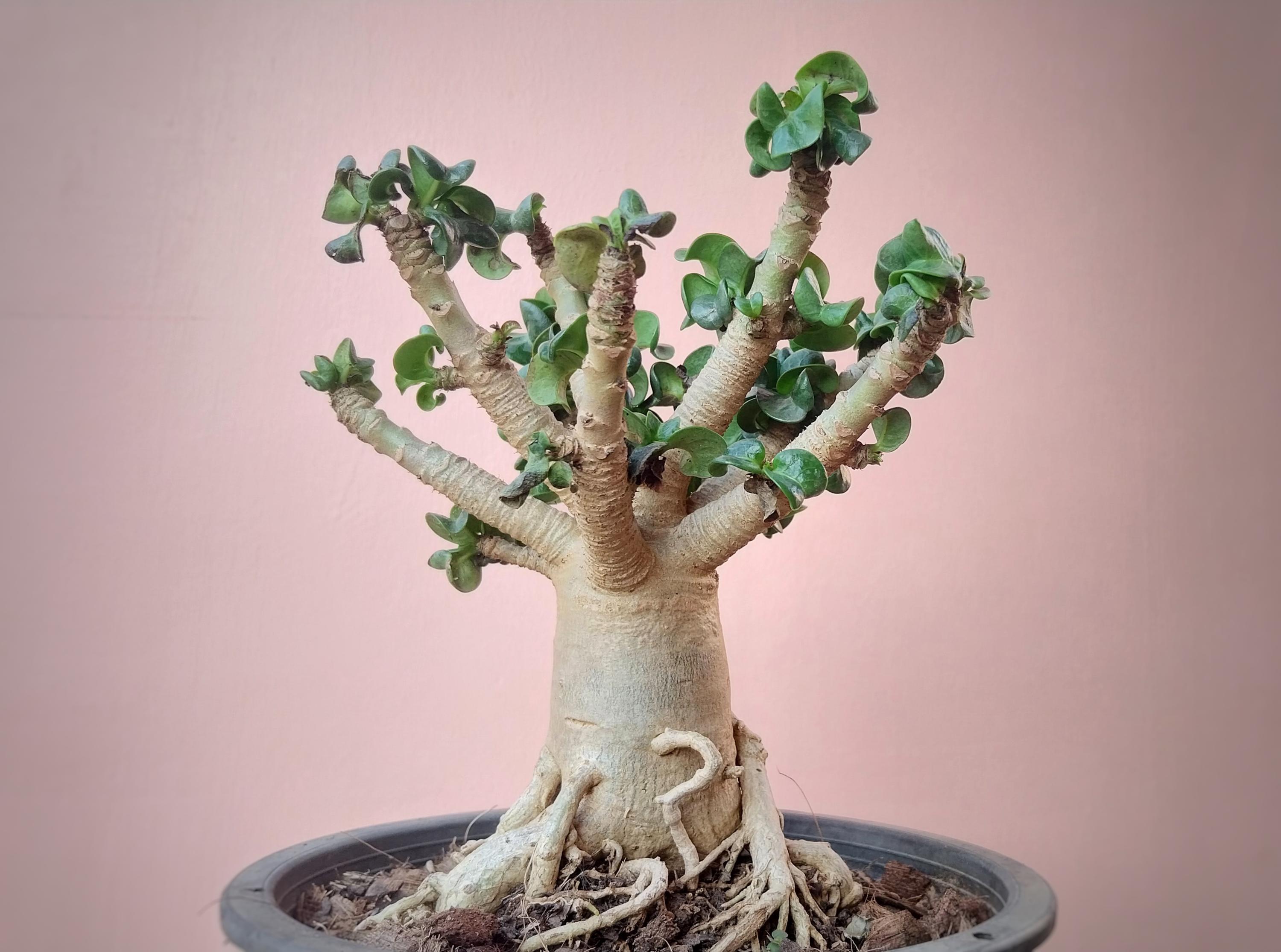 アデニウム 獅子葉 ドワーフ ドーセットホーン 【公式通販】