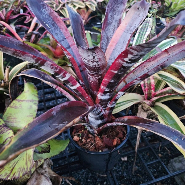 Bromeliad Aechmea Otto ブロメリア エクメア