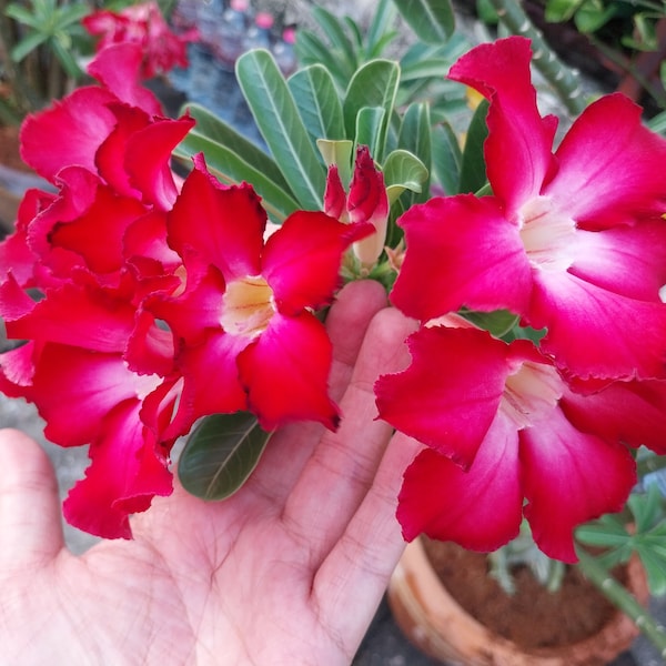 Desert Rose Adenium obesum 30 seeds