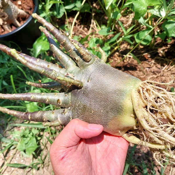 Desert Rose adenium arabicum dark skin 1plant