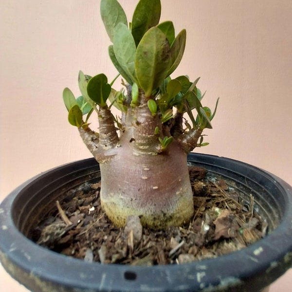 Desert Rose adenium arabicum black