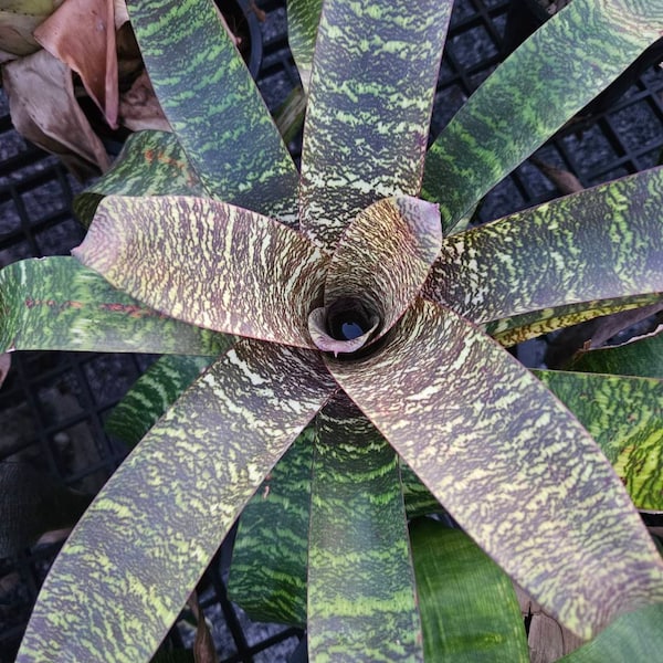 Bromeliad Vriesea Godzilla X Kiwi Blondie  アナナス・ヴリーセア