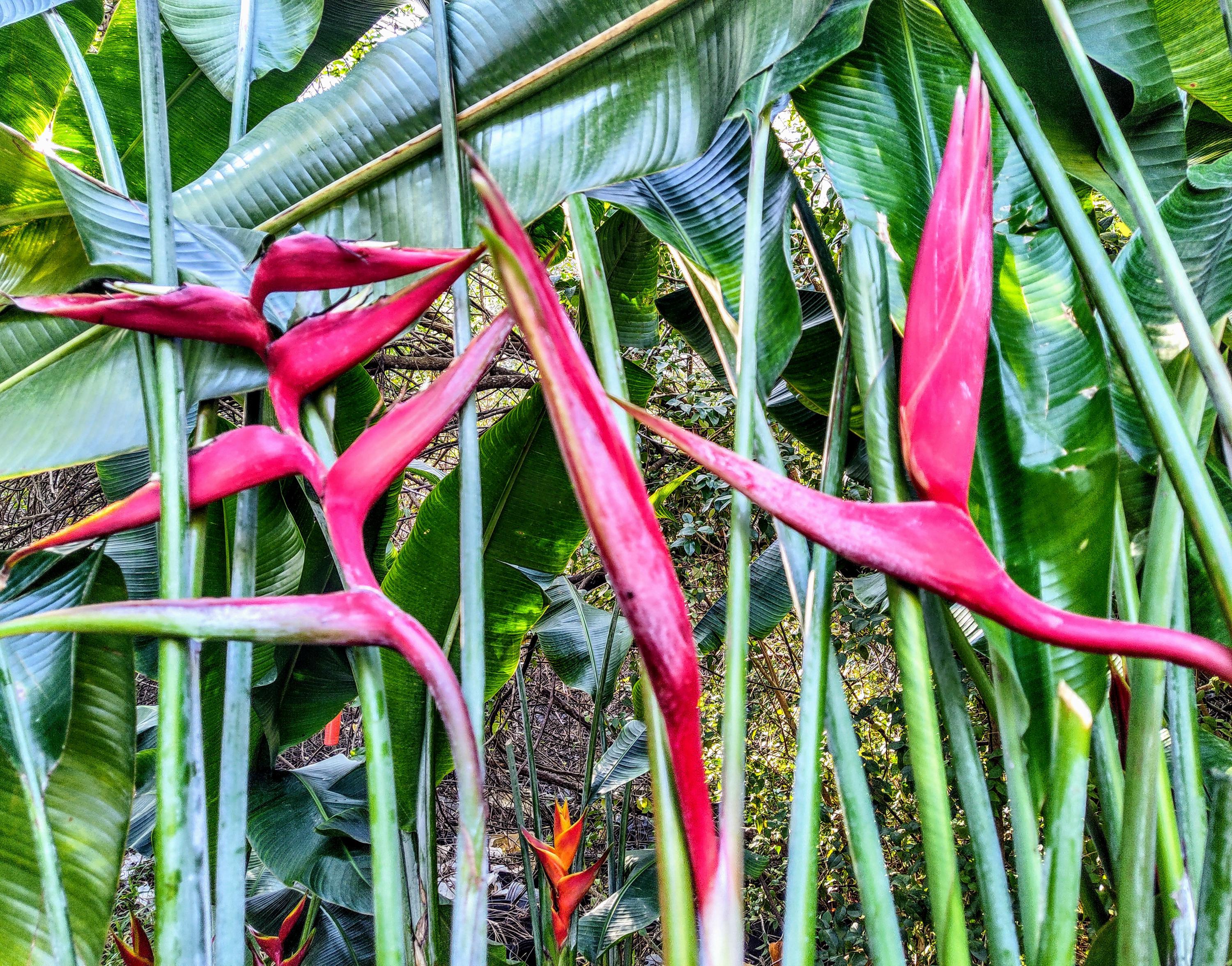 Live Plant Heliconia 'hot Rio Nights' *no Shipping to HI* PR* - Etsy
