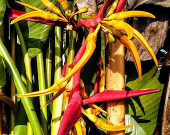 Fresh Rhizome Heliconia 'Bali' RARE!!!!